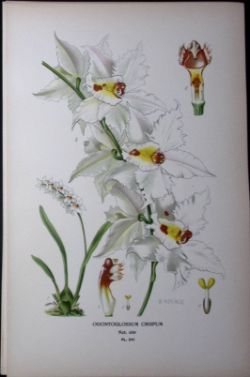 The Lace Orchid Edward Step Rare Antique Botanical Book Plate-241