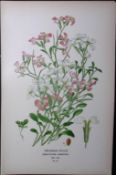 Virginian Stock Flower Edward Step Rare Antique Botanical Book Plate-27