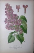 Lilac Flower Edward Step Rare Antique Botanical Book Plate-178