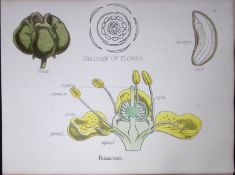 Rutaceae Botanical Flower Diagram Rare Antique First Edition Illustration-19