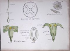 Elaeagnaceae Botanical Flower Diagram Rare Antique First Edition Illustration-74