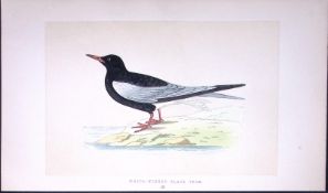 Winged Tern Bird- Rev Morris First Edition Antique Woodblock Engraving-196