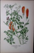 Chilean Glory Flower Edward Step Rare Antique Botanical Book Plate-216