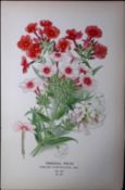 Perennial Phlox Edward Step Rare Antique Botanical Book Plate-185