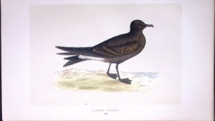 Leach’s Petrel Bird- Rev Morris First Edition Antique Woodblock Engraving-224