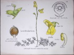 Lentibularieae Botanical Flower Diagram Rare Antique First Edition Illustration-64
