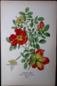 Austrian Briar Rose Edward Step Rare Antique Botanical Book Plate-81