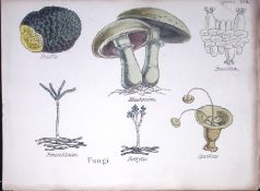 Fungi Truffle, Mushroom, Botanical Flower Diagram Rare Antique First Edition Illustration-108