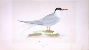 Arctic Tern Bird- Rev Morris First Edition Antique Woodblock Engraving-190