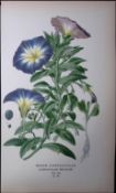 Dwarf Morning Glory Flower Edward Step Rare Antique Botanical Book Plate-197