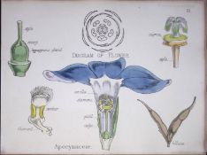 Dogbane Family Botanical Flower Diagram Rare Antique First Edition Illustration-57