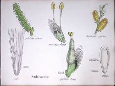 The Willow Family Botanical Flower Diagram Rare Antique First Edition Illustration-86