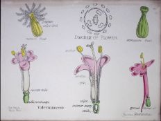 Valerianaceae Botanical Flower Diagram Rare Antique First Edition Illustration-48