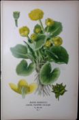 Marsh Marigold Edward Step Rare Antique Botanical Book Plate-7