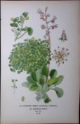 London Pride Edward Step Rare Antique Botanical Book Plate-88