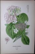 Hydrangea Hortensia Edward Step Rare Antique Botanical Book Plate-90