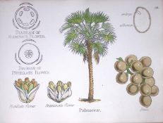 Palm Tree Botanical Flower Diagram Rare Antique First Edition Illustration-88