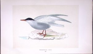 Whiskered Tern Bird- Rev Morris First Edition Antique Woodblock Engraving-191
