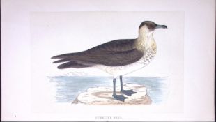 Pomerine Skua Bird- Rev Morris First Edition Antique Woodblock Engraving-214