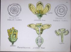 Cucurbits Botanical Flower Diagram Rare Antique First Edition Illustration-38