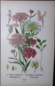 Purple & Common Candytuft Edward Step Rare Antique Botanical Book Plate-30