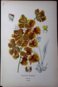 Forbes' Oncidium Orchid Edward Step Rare Antique Botanical Book Plate-242