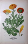 Marigold Edward Step Rare Antique Botanical Book Plate-155