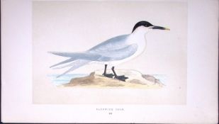Sandwich Tern Bird- Rev Morris First Edition Antique Woodblock Engraving-187