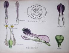 Fumariaceae Botanical Flower Diagram Rare Antique First Edition Illustration-4