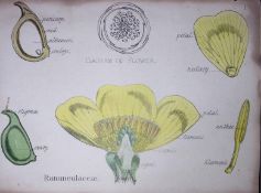 Buttercup Botanical Flower Diagram Rare Antique First Edition Illustration-1