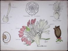 Resedaceae Botanical Flower Diagram Rare Antique First Edition Illustration-7