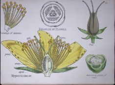St John’s Wort Botanical Flower Diagram Rare Antique First Edition Illustration-13