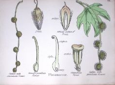 Plane Tree Family Botanical Flower Diagram Rare Antique First Edition Illustration-78