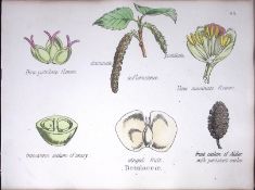 The Birch Family Botanical Flower Diagram Rare Antique First Edition Illustration-85