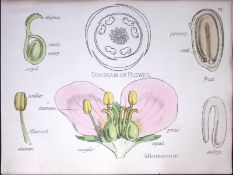 Water Plantains Botanical Flower Diagram Rare Antique First Edition Illustration-91
