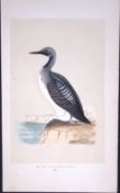 Black-Throated Diver Bird- Rev Morris First Edition Antique Woodblock Engraving-174
