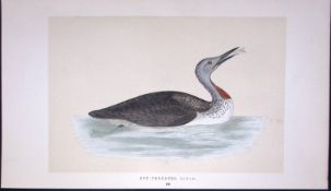 Red-Throated Diver Bird- Rev Morris First Edition Antique Woodblock Engraving-173