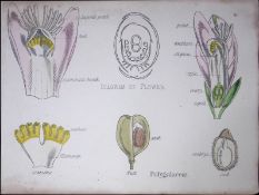 Milkworts Botanical Flower Diagram Rare Antique First Edition Illustration-10