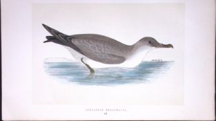 Cinereous Shearwater Bird- Rev Morris First Edition Antique Woodblock Engraving-217