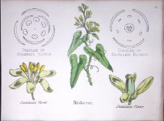 Smilacaceae Botanical Flower Diagram Rare Antique First Edition Illustration-97