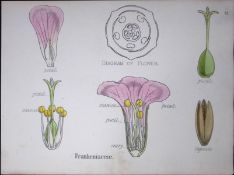 Frankeniaceae Botanical Flower Diagram Rare Antique First Edition Illustration-12