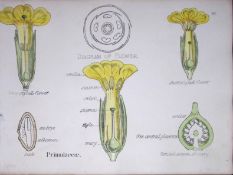Primroses Botanical Flower Diagram Rare Antique First Edition Illustration-53