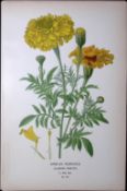 African Marigold Edward Step Rare Antique Botanical Book Plate-144