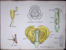 Berberidaceae Botanical Flower Diagram Rare Antique First Edition Illustration-2