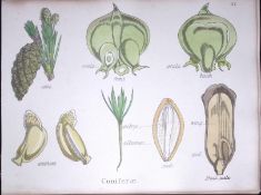 Conifers Botanical Flower Diagram Rare Antique First Edition Illustration-87