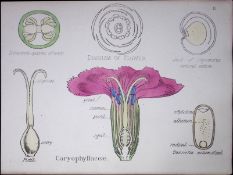 Carnation Botanical Flower Diagram Rare Antique First Edition Illustration-11
