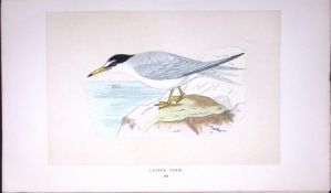 Lesser Tern Bird- Rev Morris First Edition Antique Woodblock Engraving-194