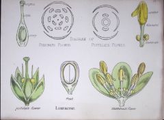 Laurels Botanical Flower Diagram Rare Antique First Edition Illustration-72