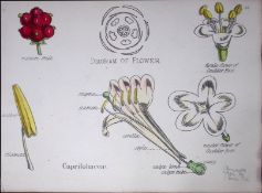 Honeysuckle Botanical Flower Diagram Rare Antique First Edition Illustration-43