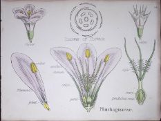 Plumbaginaceae Botanical Flower Diagram Rare Antique First Edition Illustration-54